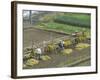 Rice Harvest, Hanging Out Cut Rice to Dry, Hiraizumi, Iwate-Ken, Northern Honshu, Japan, Asia-Tony Waltham-Framed Photographic Print