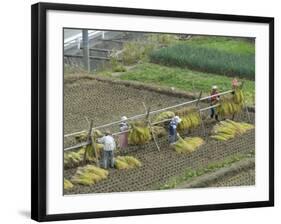 Rice Harvest, Hanging Out Cut Rice to Dry, Hiraizumi, Iwate-Ken, Northern Honshu, Japan, Asia-Tony Waltham-Framed Photographic Print