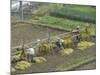 Rice Harvest, Hanging Out Cut Rice to Dry, Hiraizumi, Iwate-Ken, Northern Honshu, Japan, Asia-Tony Waltham-Mounted Photographic Print