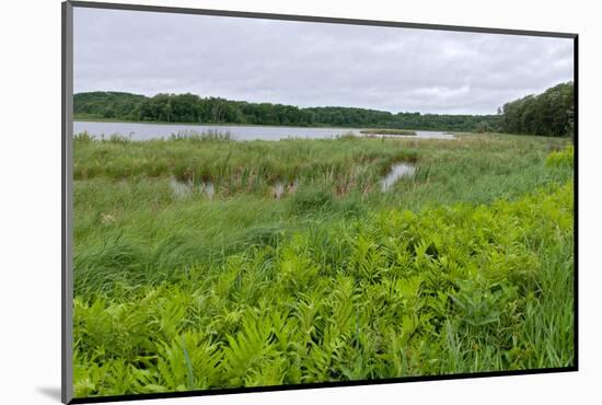 Rice Lake and Marshes at Breezy Point-jrferrermn-Mounted Photographic Print