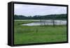 Rice Lake Landscape at Breezy Point-jrferrermn-Framed Stretched Canvas