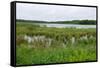 Rice Lake Marshes and Woods at Breezy Point-jrferrermn-Framed Stretched Canvas