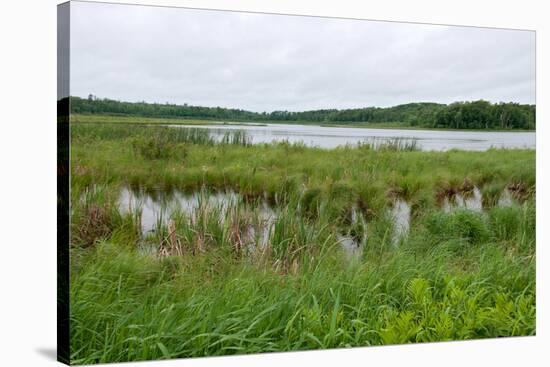 Rice Lake Marshes and Woods at Breezy Point-jrferrermn-Stretched Canvas