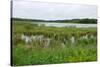 Rice Lake Marshes and Woods at Breezy Point-jrferrermn-Stretched Canvas