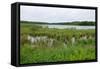 Rice Lake Marshes and Woods at Breezy Point-jrferrermn-Framed Stretched Canvas