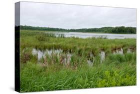 Rice Lake Marshes and Woods at Breezy Point-jrferrermn-Stretched Canvas