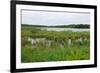 Rice Lake Marshes and Woods at Breezy Point-jrferrermn-Framed Photographic Print