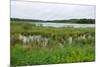 Rice Lake Marshes and Woods at Breezy Point-jrferrermn-Mounted Photographic Print