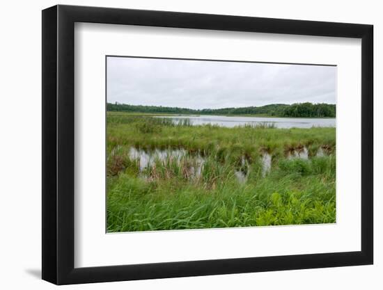 Rice Lake Marshes and Woods at Breezy Point-jrferrermn-Framed Photographic Print