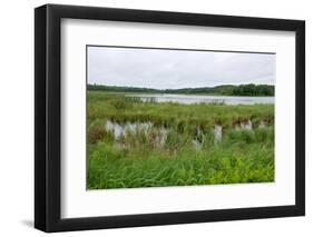 Rice Lake Marshes and Woods at Breezy Point-jrferrermn-Framed Photographic Print