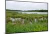 Rice Lake Marshes and Woods at Breezy Point-jrferrermn-Mounted Photographic Print