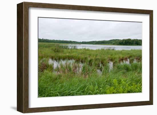 Rice Lake Marshes and Woods at Breezy Point-jrferrermn-Framed Photographic Print