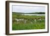 Rice Lake Marshes and Woods at Breezy Point-jrferrermn-Framed Photographic Print