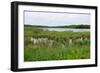 Rice Lake Marshes and Woods at Breezy Point-jrferrermn-Framed Photographic Print