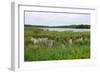 Rice Lake Marshes and Woods at Breezy Point-jrferrermn-Framed Photographic Print