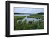 Rice Lake near Breezy Point-jrferrermn-Framed Photographic Print