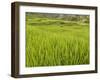 Rice paddies, Bali, Indonesia, Southeast Asia, Asia-Melissa Kuhnell-Framed Photographic Print