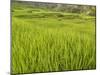 Rice paddies, Bali, Indonesia, Southeast Asia, Asia-Melissa Kuhnell-Mounted Photographic Print