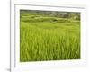 Rice paddies, Bali, Indonesia, Southeast Asia, Asia-Melissa Kuhnell-Framed Photographic Print