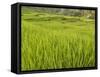 Rice paddies, Bali, Indonesia, Southeast Asia, Asia-Melissa Kuhnell-Framed Stretched Canvas