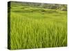 Rice paddies, Bali, Indonesia, Southeast Asia, Asia-Melissa Kuhnell-Stretched Canvas