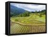 Rice paddies in Tana Toraja, Sulawesi, Indonesia, Southeast Asia, Asia-Melissa Kuhnell-Framed Stretched Canvas