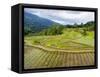 Rice paddies in Tana Toraja, Sulawesi, Indonesia, Southeast Asia, Asia-Melissa Kuhnell-Framed Stretched Canvas