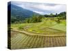 Rice paddies in Tana Toraja, Sulawesi, Indonesia, Southeast Asia, Asia-Melissa Kuhnell-Stretched Canvas