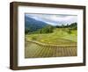 Rice paddies in Tana Toraja, Sulawesi, Indonesia, Southeast Asia, Asia-Melissa Kuhnell-Framed Photographic Print