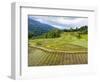 Rice paddies in Tana Toraja, Sulawesi, Indonesia, Southeast Asia, Asia-Melissa Kuhnell-Framed Photographic Print