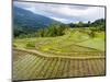 Rice paddies in Tana Toraja, Sulawesi, Indonesia, Southeast Asia, Asia-Melissa Kuhnell-Mounted Photographic Print