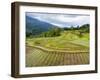 Rice paddies in Tana Toraja, Sulawesi, Indonesia, Southeast Asia, Asia-Melissa Kuhnell-Framed Photographic Print