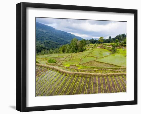 Rice paddies in Tana Toraja, Sulawesi, Indonesia, Southeast Asia, Asia-Melissa Kuhnell-Framed Photographic Print