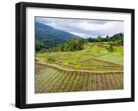 Rice paddies in Tana Toraja, Sulawesi, Indonesia, Southeast Asia, Asia-Melissa Kuhnell-Framed Photographic Print