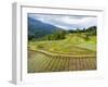 Rice paddies in Tana Toraja, Sulawesi, Indonesia, Southeast Asia, Asia-Melissa Kuhnell-Framed Photographic Print