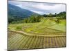 Rice paddies in Tana Toraja, Sulawesi, Indonesia, Southeast Asia, Asia-Melissa Kuhnell-Mounted Photographic Print