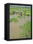 Rice Paddies, Vientiane, Laos, Asia-Bruno Morandi-Framed Stretched Canvas