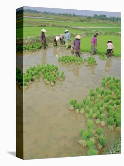 Rice Paddies, Vientiane, Laos, Asia-Bruno Morandi-Stretched Canvas