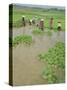 Rice Paddies, Vientiane, Laos, Asia-Bruno Morandi-Stretched Canvas