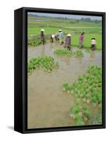 Rice Paddies, Vientiane, Laos, Asia-Bruno Morandi-Framed Stretched Canvas