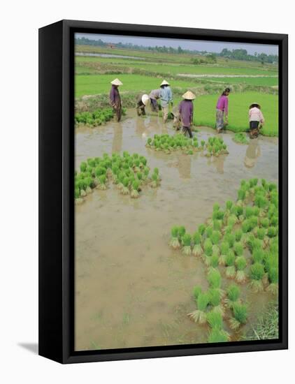 Rice Paddies, Vientiane, Laos, Asia-Bruno Morandi-Framed Stretched Canvas