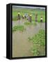 Rice Paddies, Vientiane, Laos, Asia-Bruno Morandi-Framed Stretched Canvas