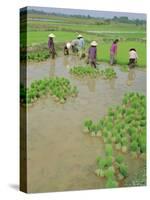 Rice Paddies, Vientiane, Laos, Asia-Bruno Morandi-Stretched Canvas