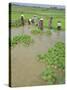 Rice Paddies, Vientiane, Laos, Asia-Bruno Morandi-Stretched Canvas