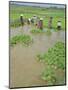 Rice Paddies, Vientiane, Laos, Asia-Bruno Morandi-Mounted Photographic Print