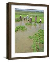 Rice Paddies, Vientiane, Laos, Asia-Bruno Morandi-Framed Photographic Print