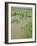 Rice Paddies, Vientiane, Laos, Asia-Bruno Morandi-Framed Photographic Print