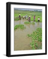 Rice Paddies, Vientiane, Laos, Asia-Bruno Morandi-Framed Photographic Print