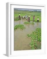 Rice Paddies, Vientiane, Laos, Asia-Bruno Morandi-Framed Photographic Print