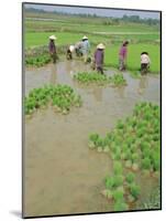 Rice Paddies, Vientiane, Laos, Asia-Bruno Morandi-Mounted Photographic Print